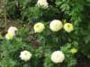 jardindesplantes12_small.jpg