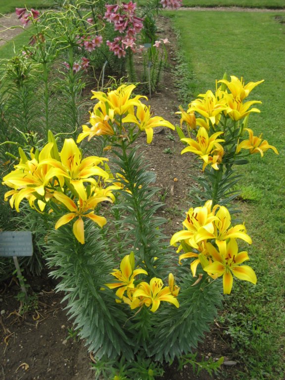 jardindesplantes4.jpg