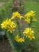 jardindesplantes4_small.jpg