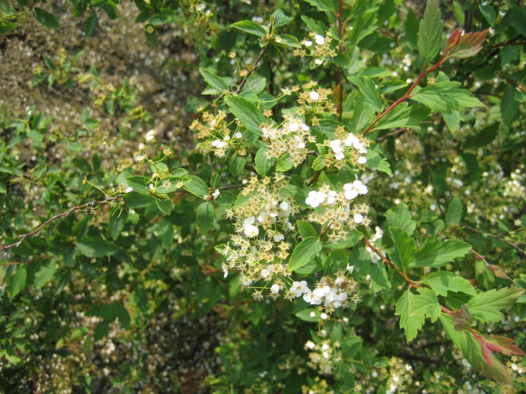 photo19.jpg