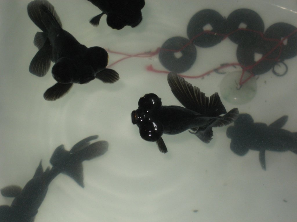 photo37.jpg